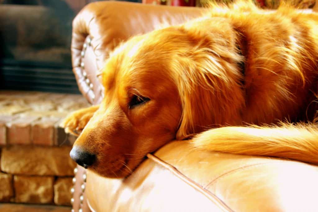 Canva Adult Red Retriever Lying on Couch