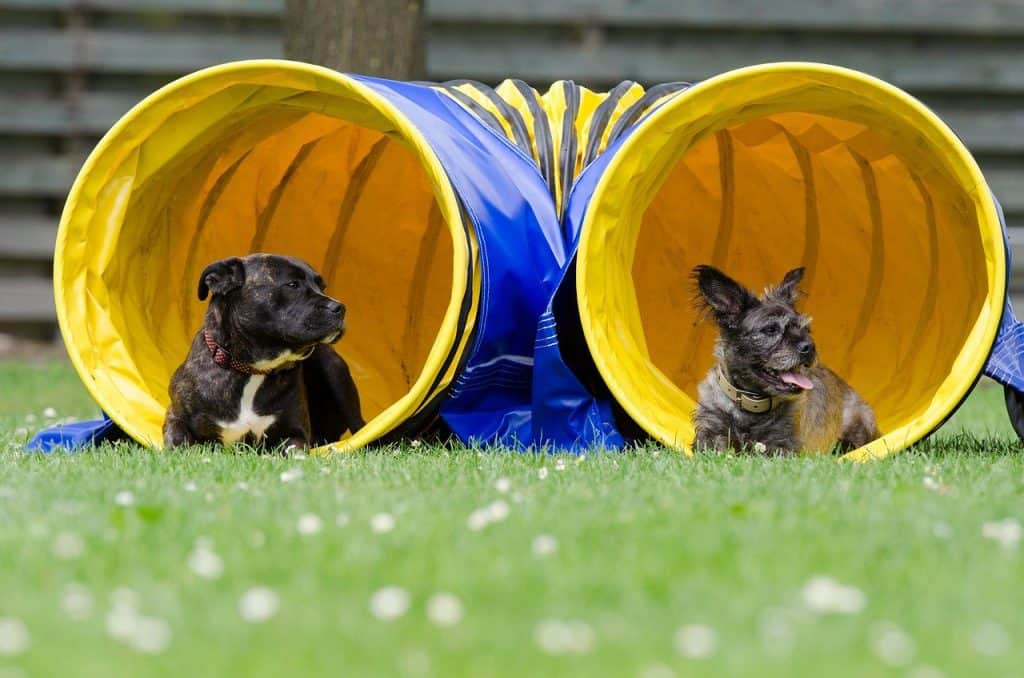 two dogs in the tunnel 750598 1280