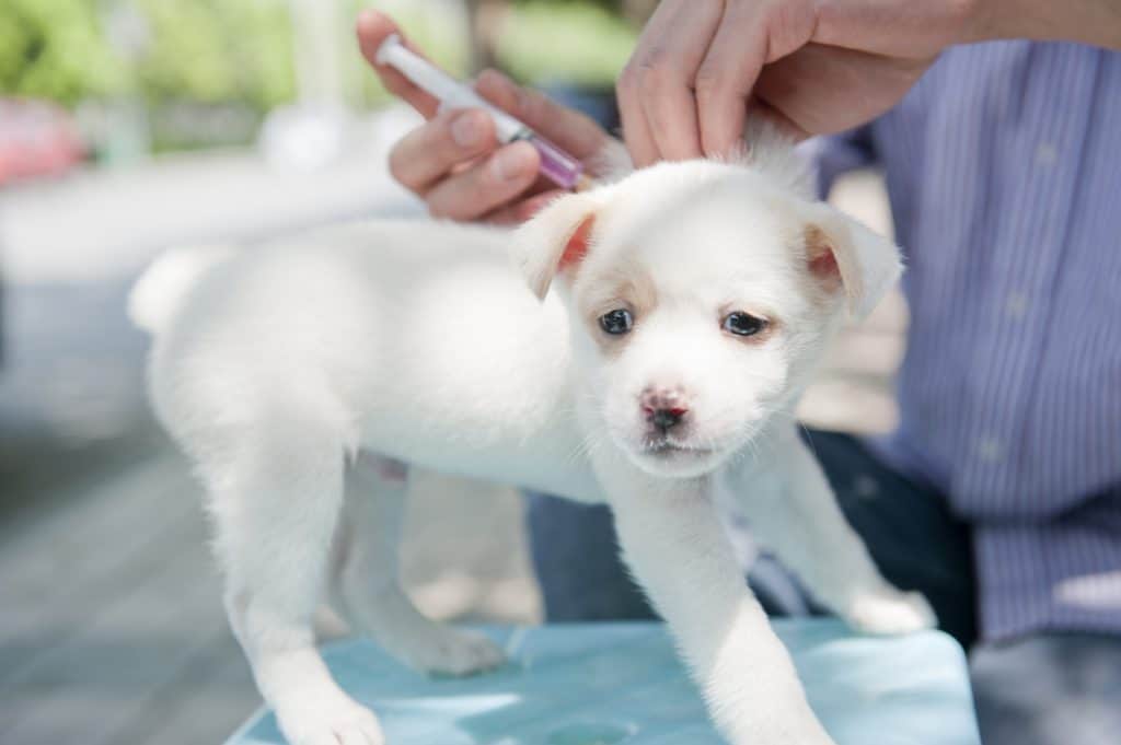 Non-core puppy vaccinations can be considered core depending on geographical location and exposure risk. 