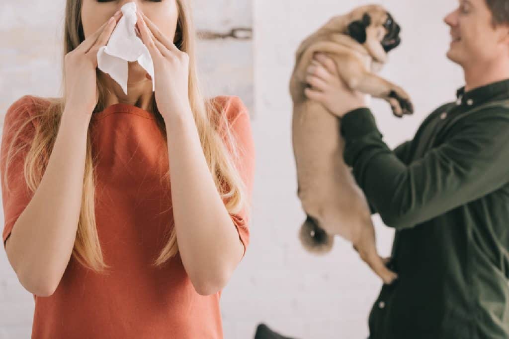 Hypoallergenic dogs may help allergy suffers.