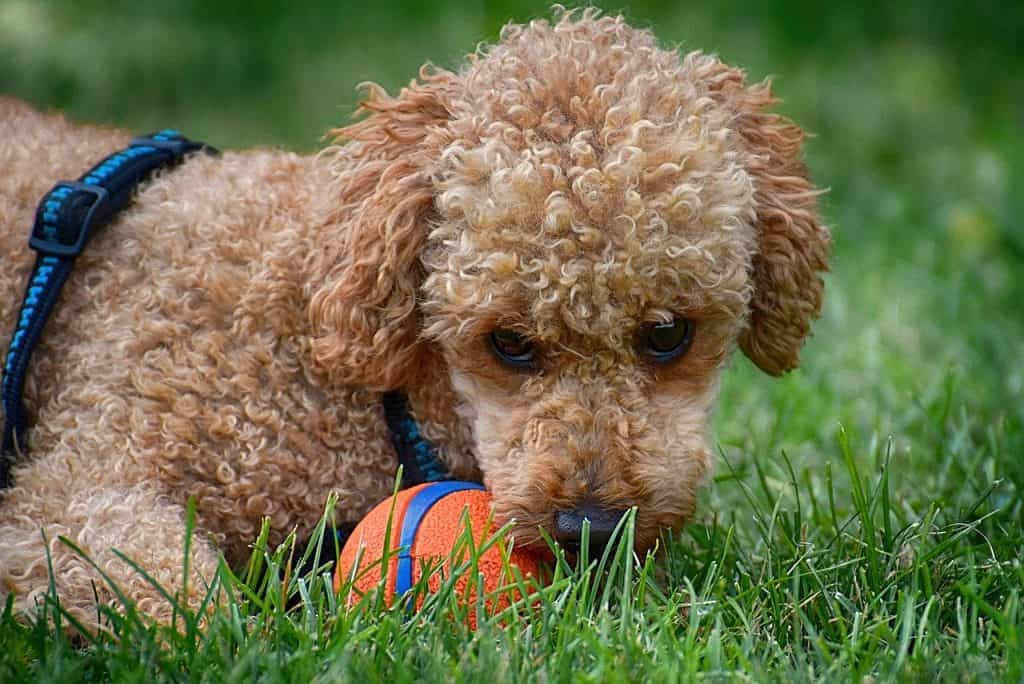 Poodles are one of the most common hypoallergenic dog breeds.