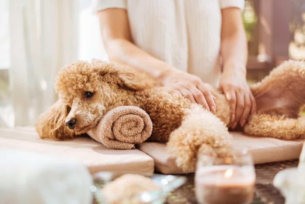 Treat your pup to a relaxing dog massage. 