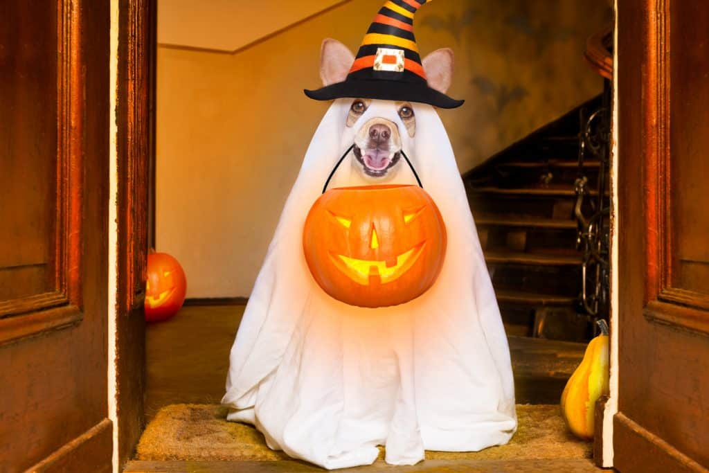 Reflective elements on costumes help make your dog visible on the darkest Halloween nights.