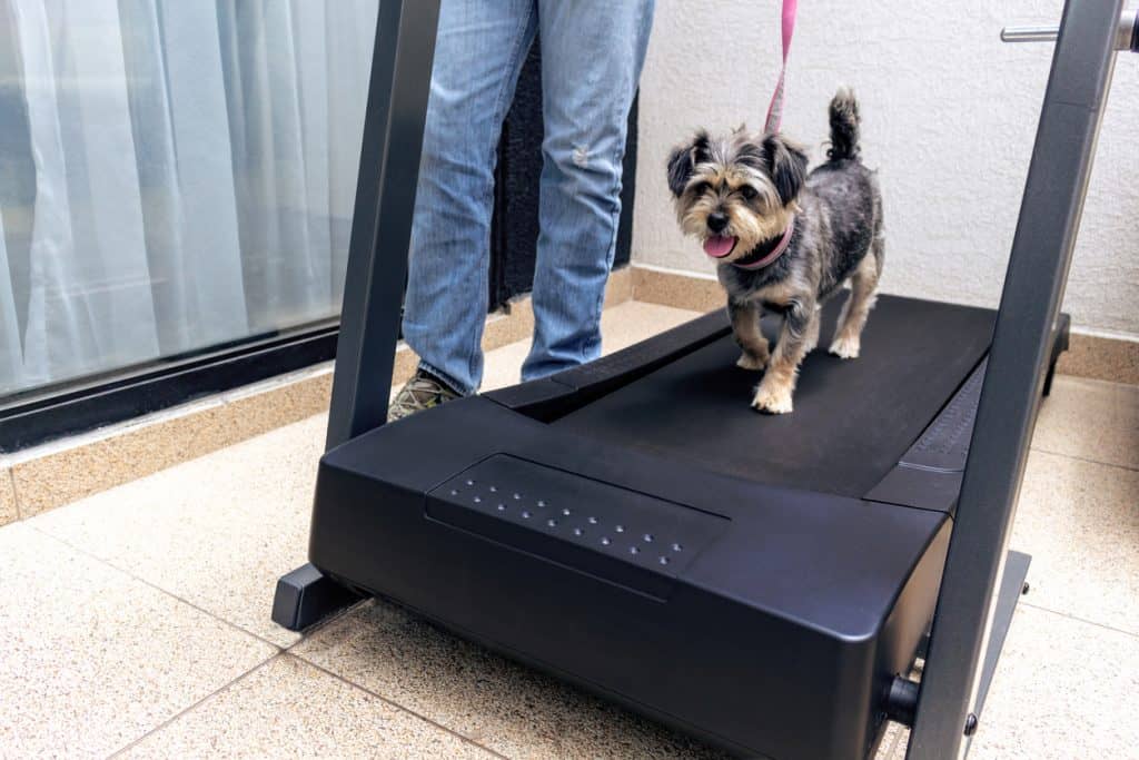 The treadmill is a wonderful winter activity for your dog.