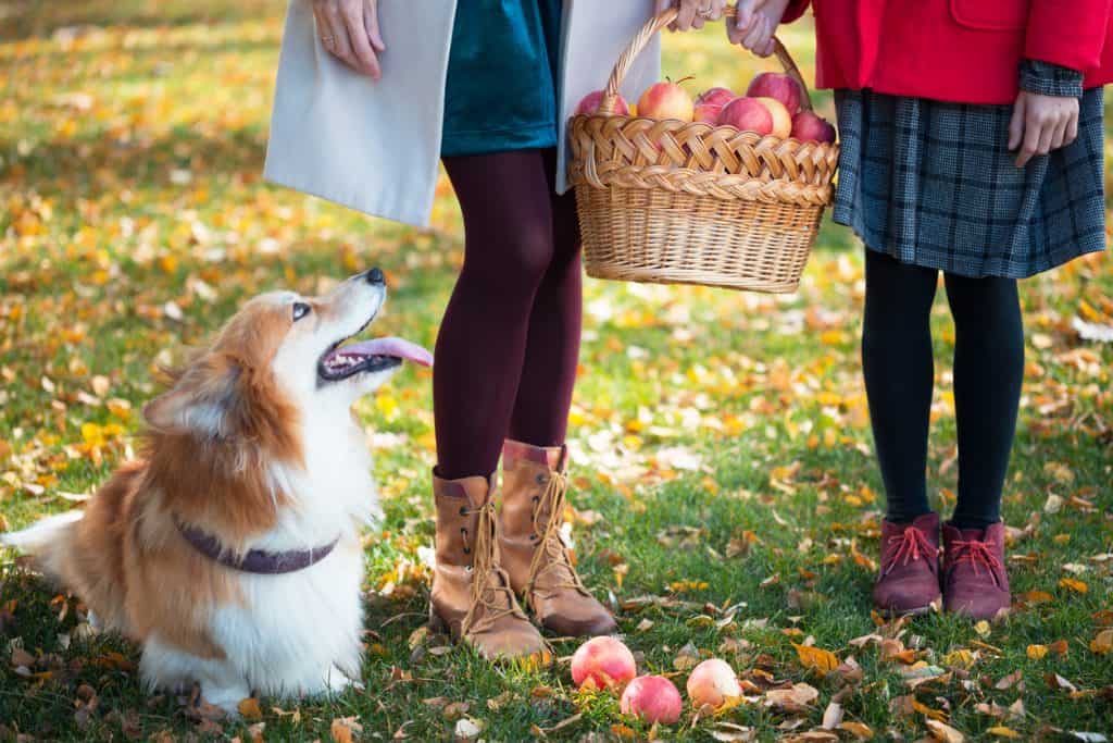We've promoted apple picking from just a fall activity to  a family tradition 