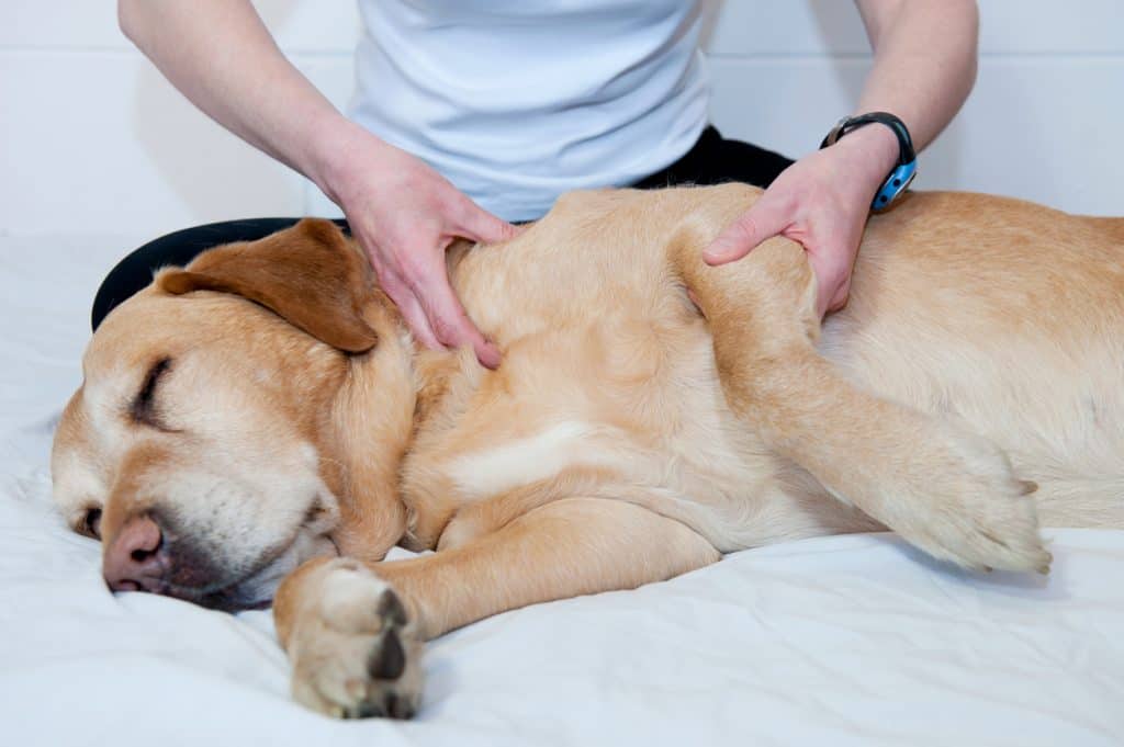 Dog massage is so beneficial especially to dogs who have soft tissue injuries. 