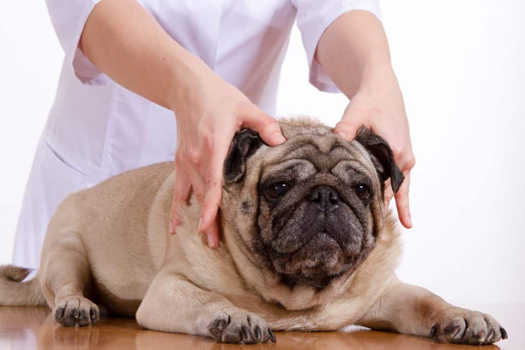 Your dog will thank you every time for even the smallest dog massage 